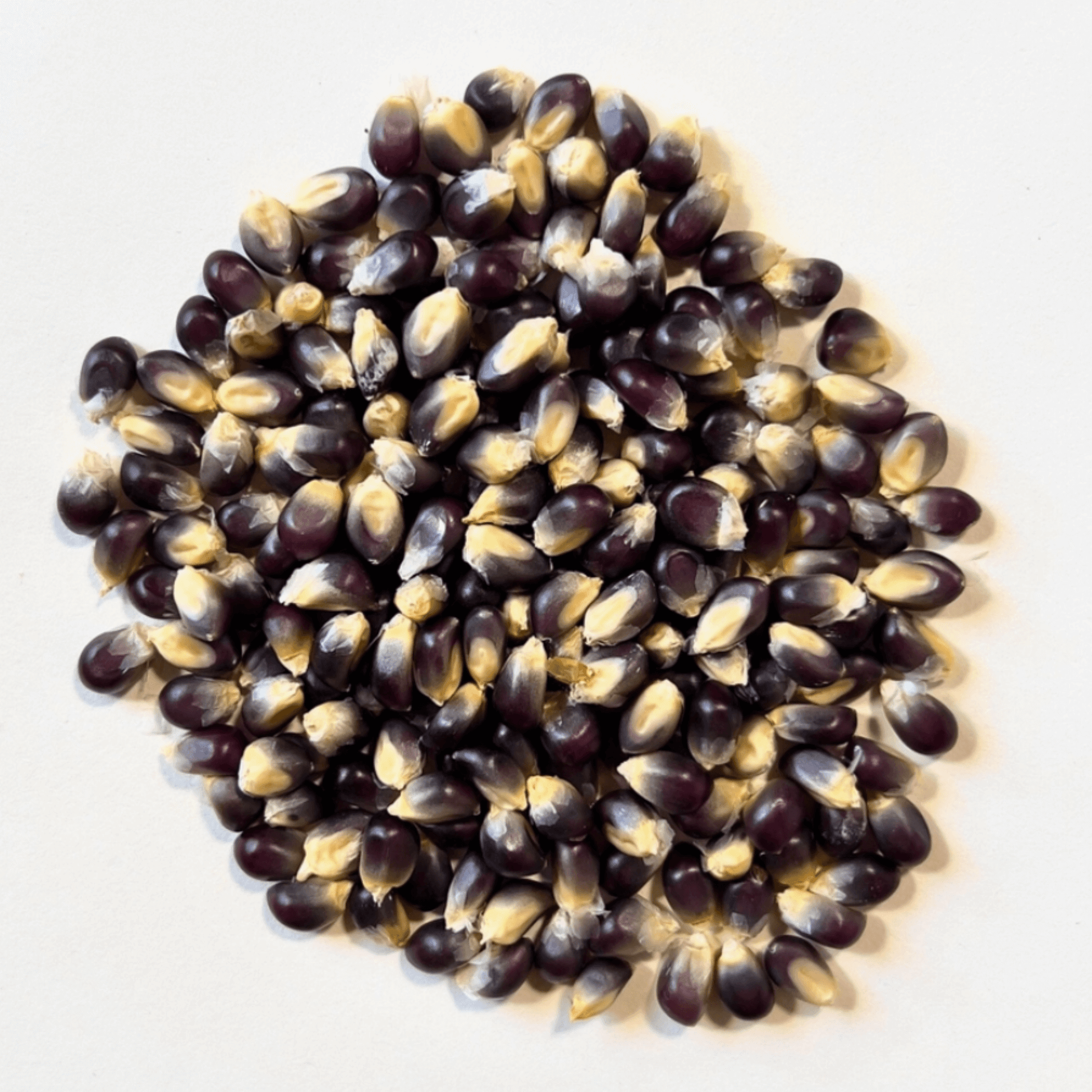 A pile of rare shaman's blue popcorn kernels, featuring vibrant purple and white hues on a light background.
