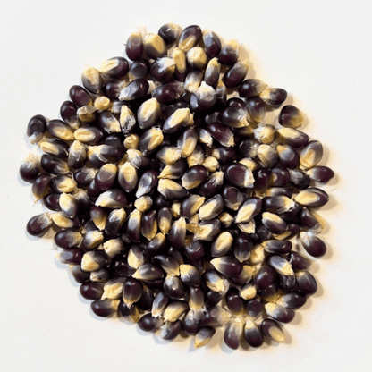 A pile of rare shaman's blue popcorn kernels, featuring vibrant purple and white hues on a light background.
